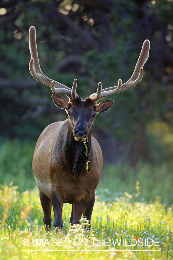 Rocky Mountain bull elk in Velvet.