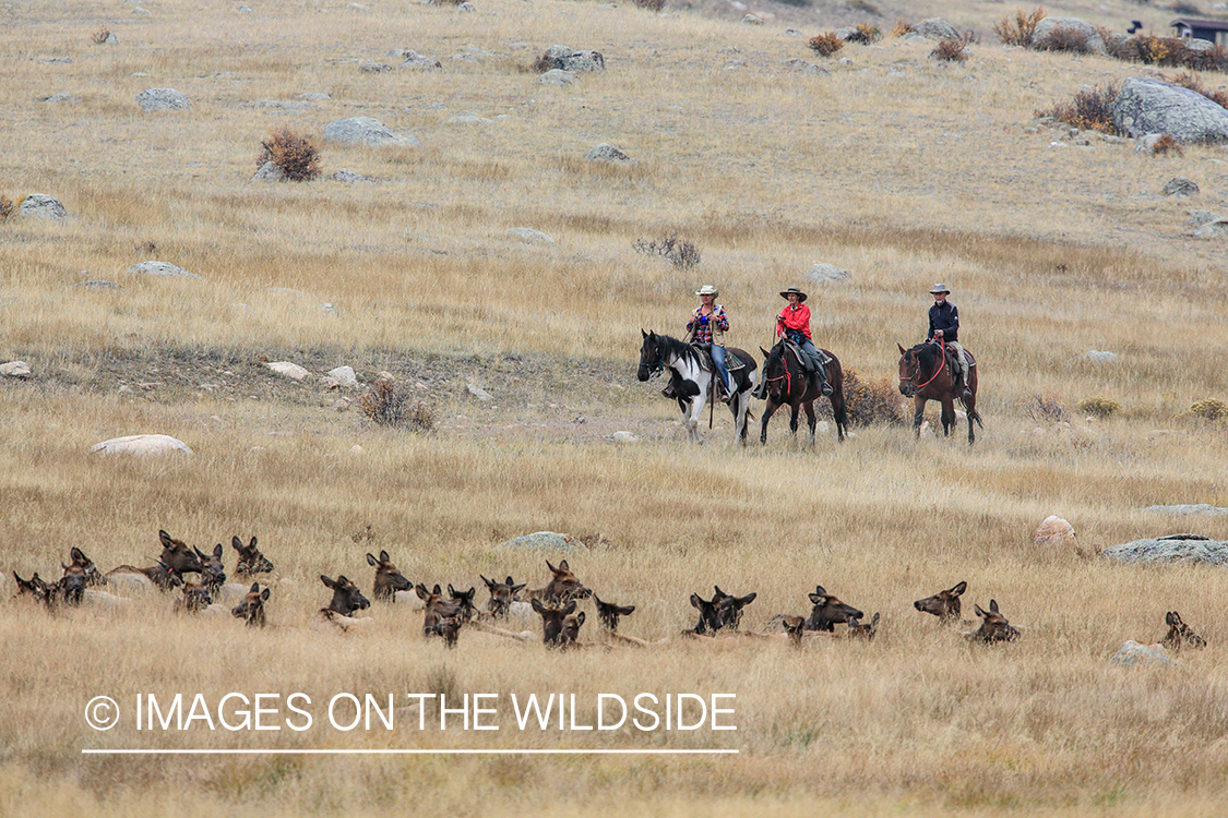 Horseback riders approaching bedded elk. 