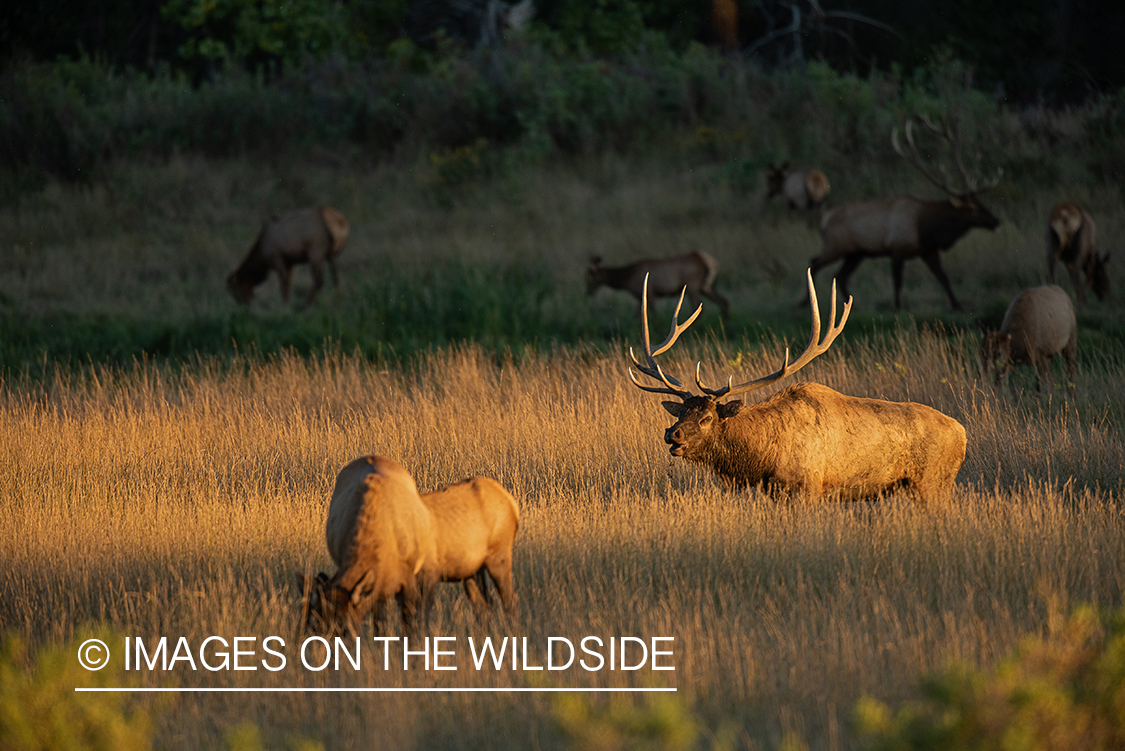 Elk in field.