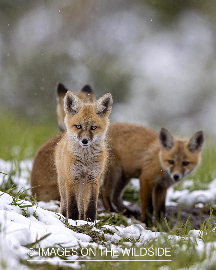 Fox pups in habitat.