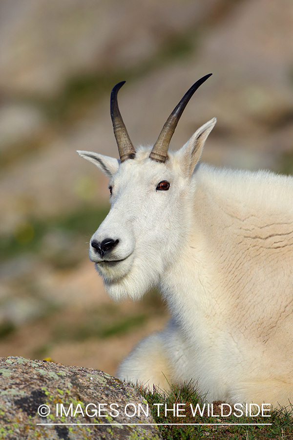 Rocky Mountain Goat in habitat.