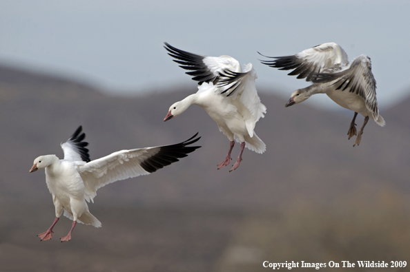 Snow Geese Flying