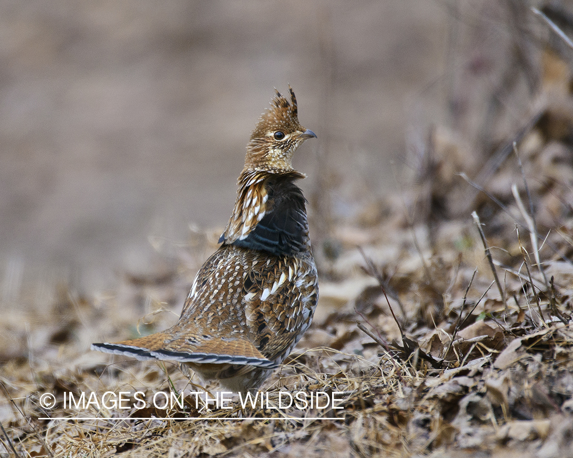 Ruffed Grouse.