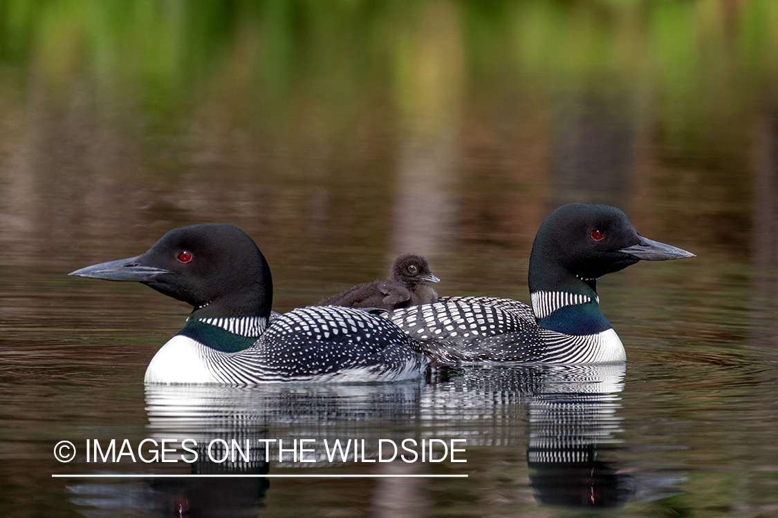 Common Loons with chick.