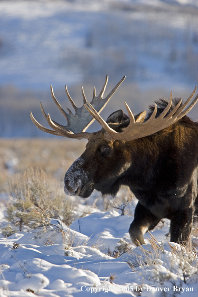 Shiras bull moose in habitat.