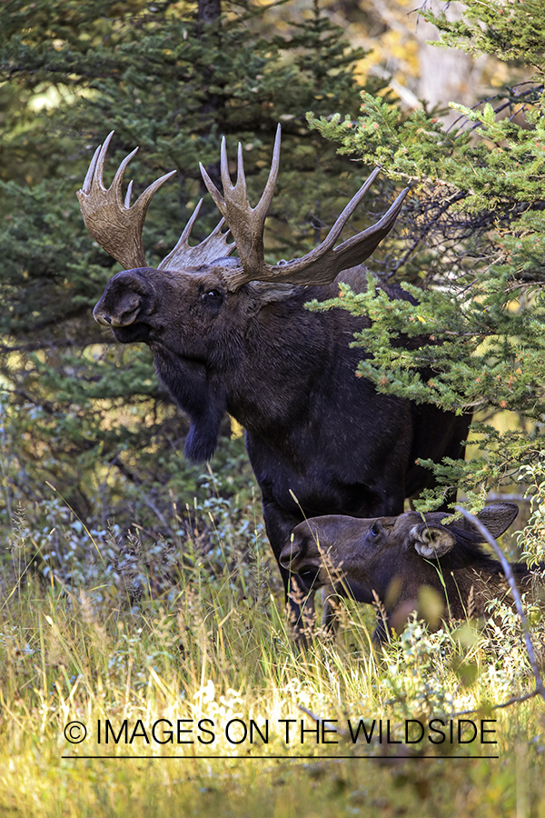 Shiras bull moose approaching cow.