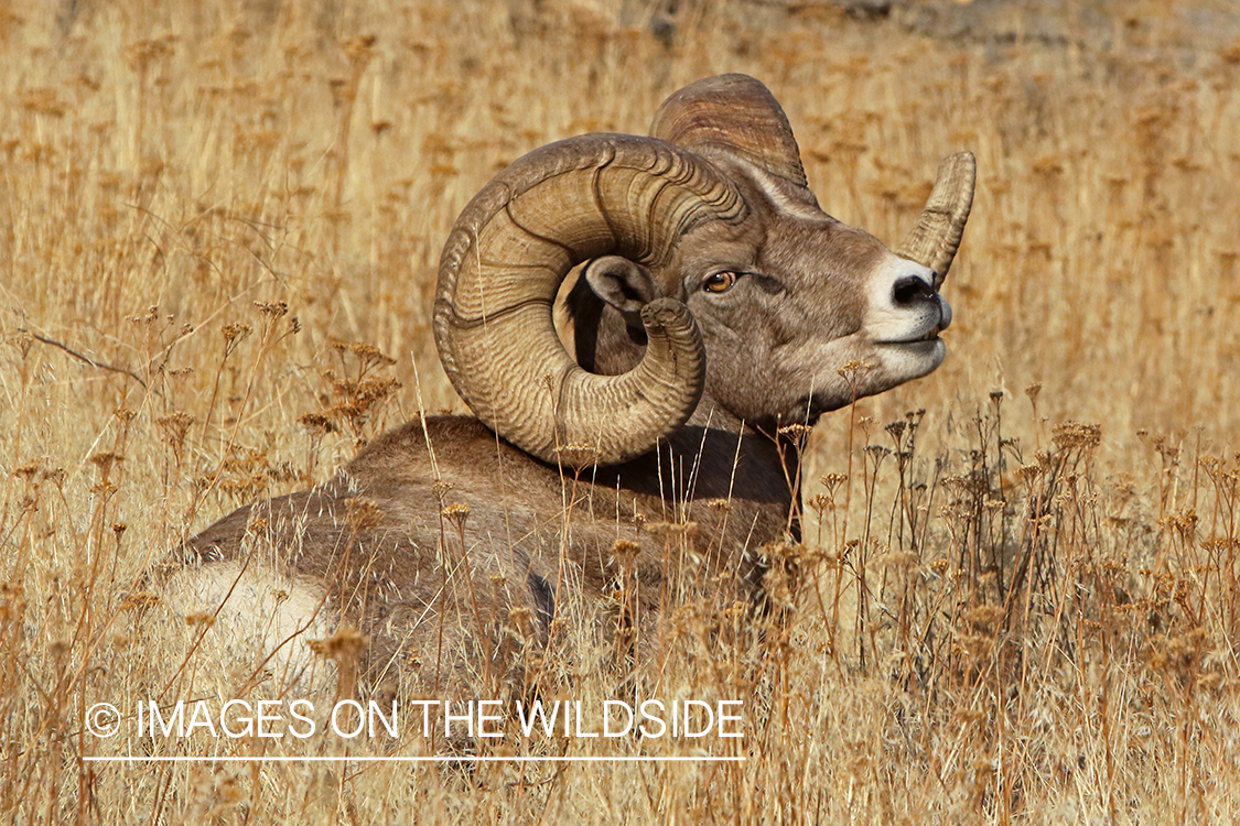 Rocky Mountain Bighorn ram in field.