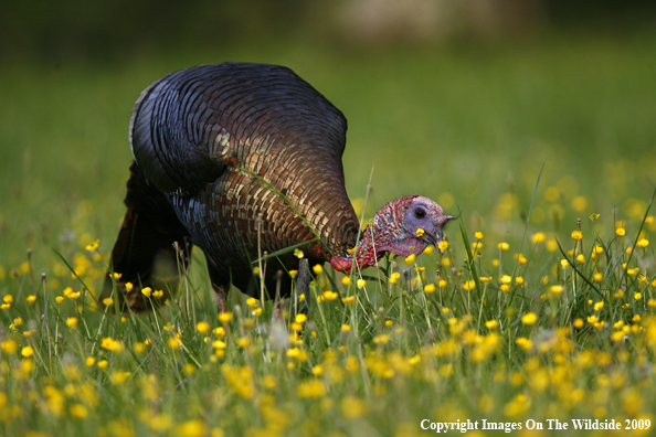 Eastern Wild Turkey in habitat