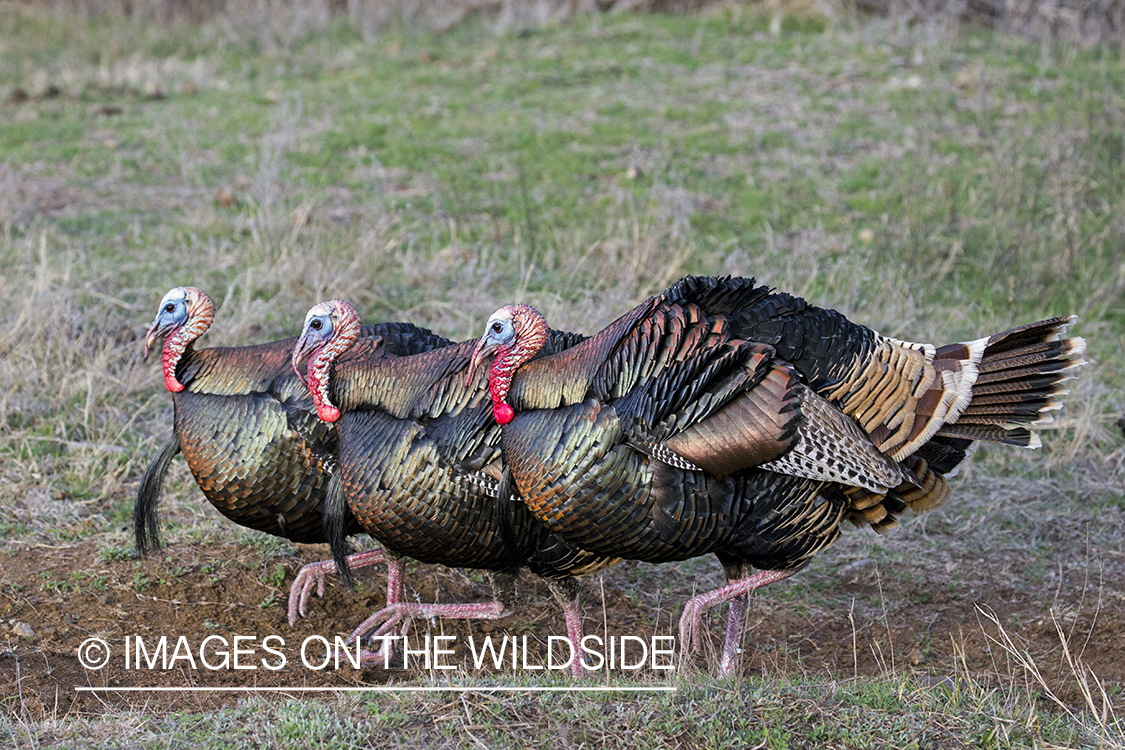 Flock of Rio Grande Turkeys in habitat.