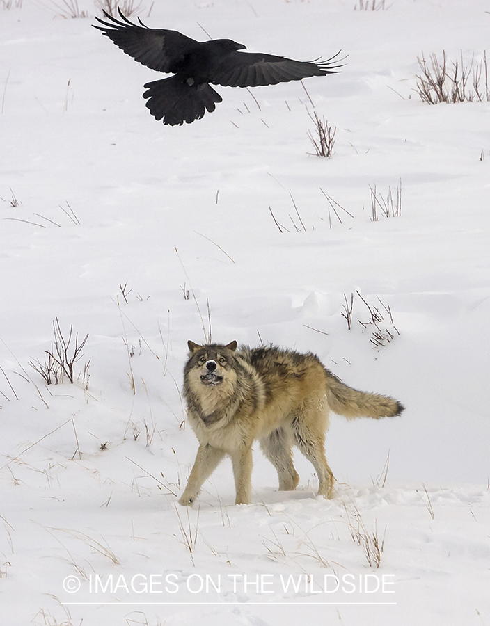 Wolf and raven in snowy Yellowstone.