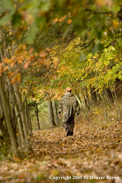 Flyfisherman walking through autumn colored woods on way to river.