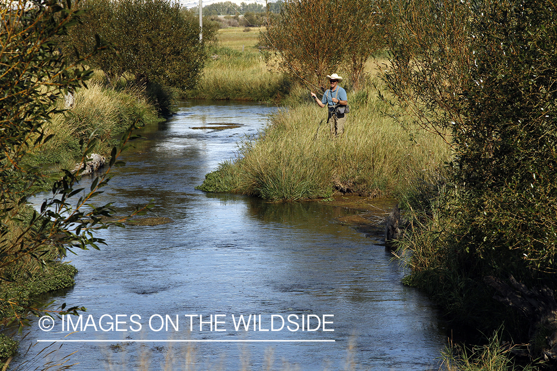 Flyfisherman fishing small stream.