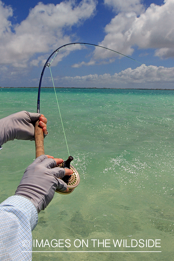 Saltwater flyfisher fighting fish on line, Christmas Island.