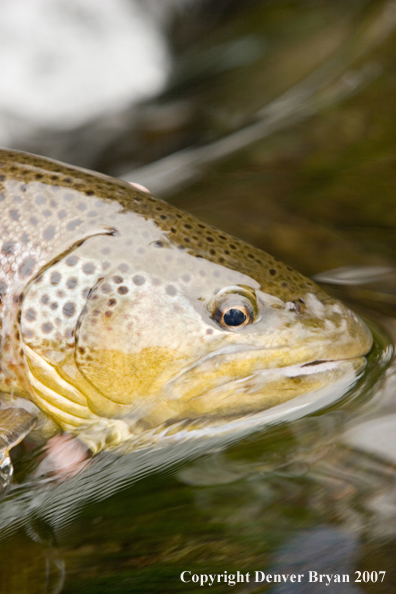 Close-up of nice brown trout.