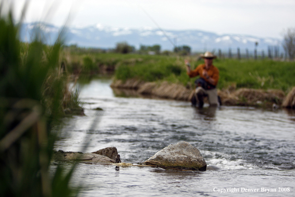 Flyfisherman fishing spring creek.