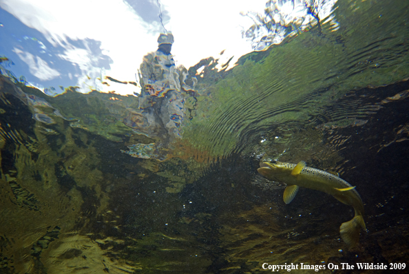 Flyfisherman with Brown Trout