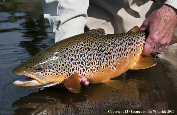 Brown Trout in habitat. 