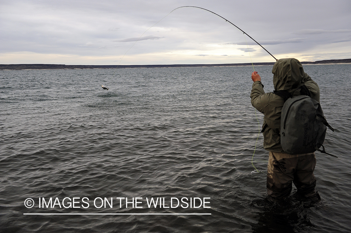 Jurassic Lake flyfisher fighting rainbow trout, Argentina.