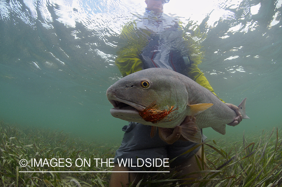 Flyfisherman releasing redfish.