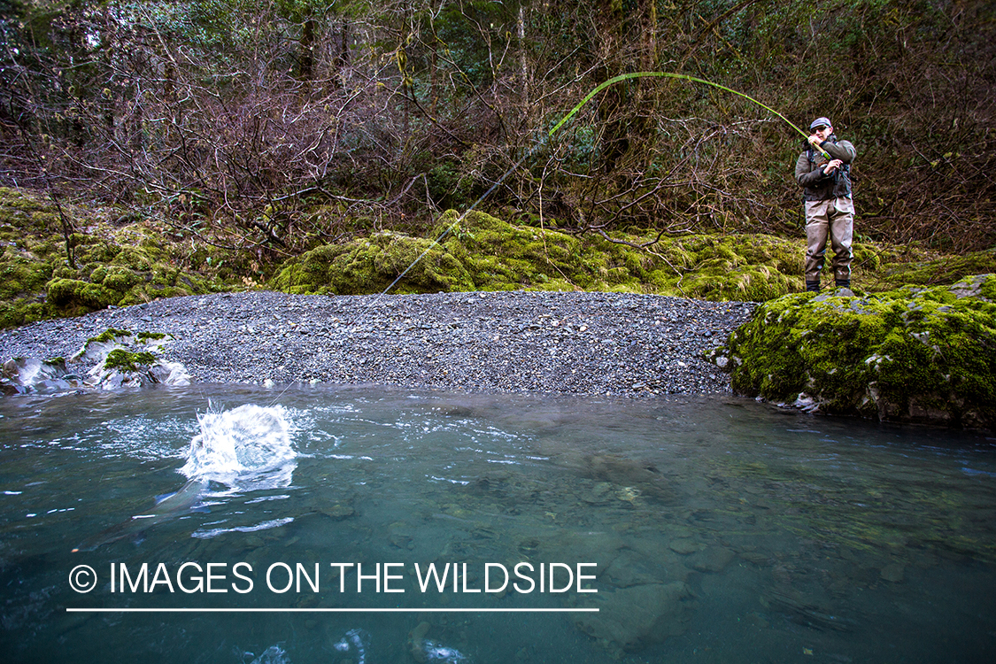 Flyfisherman fighting  steelhead on line.