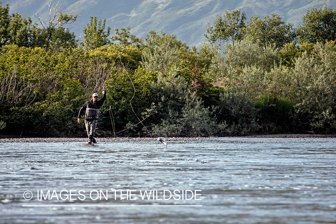 Flyfisherman fighting jumping fish, Alaska.