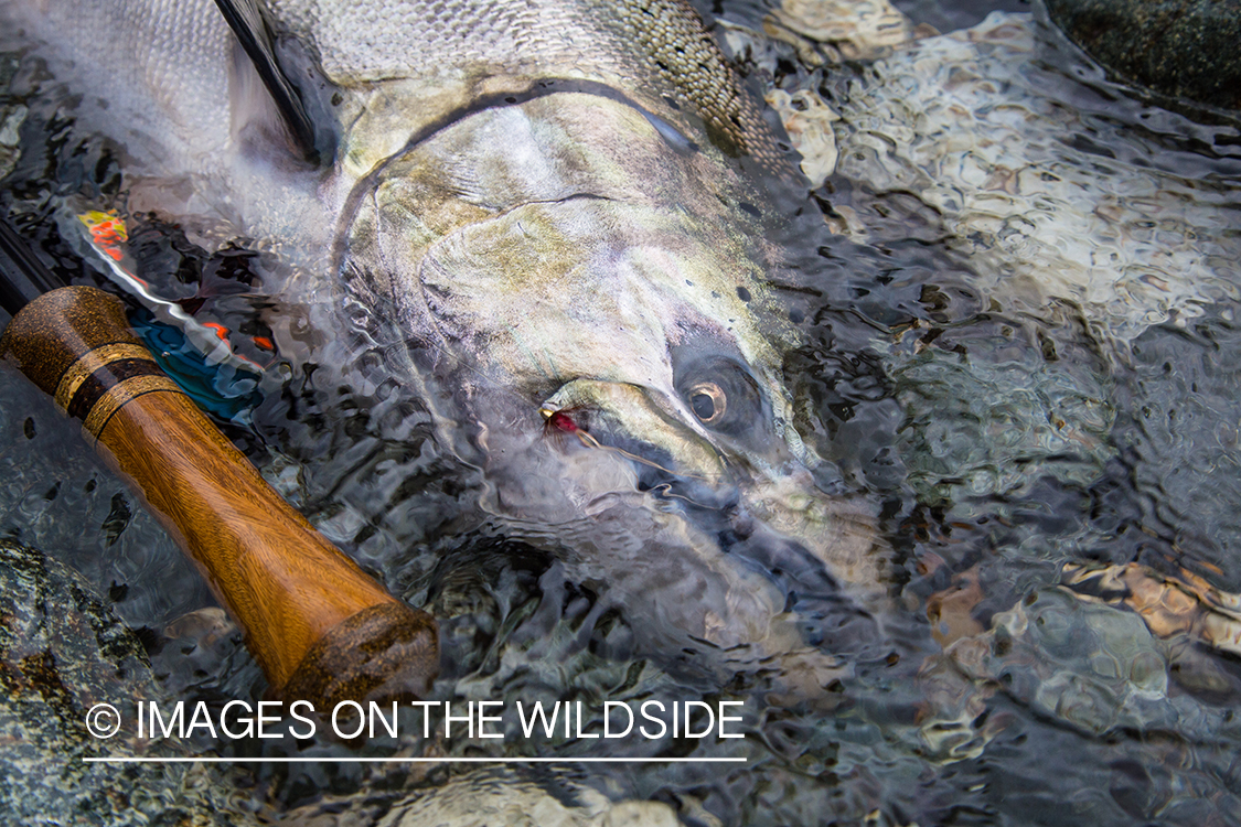 King salmon fishing in Chile.