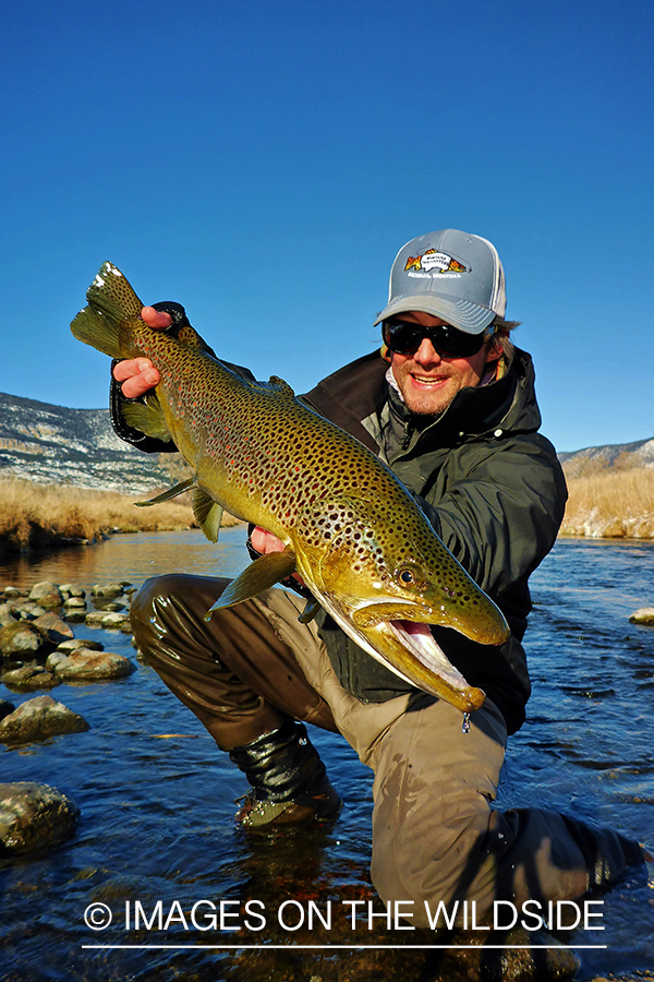 Flyfisherman releasing Brown Trout.