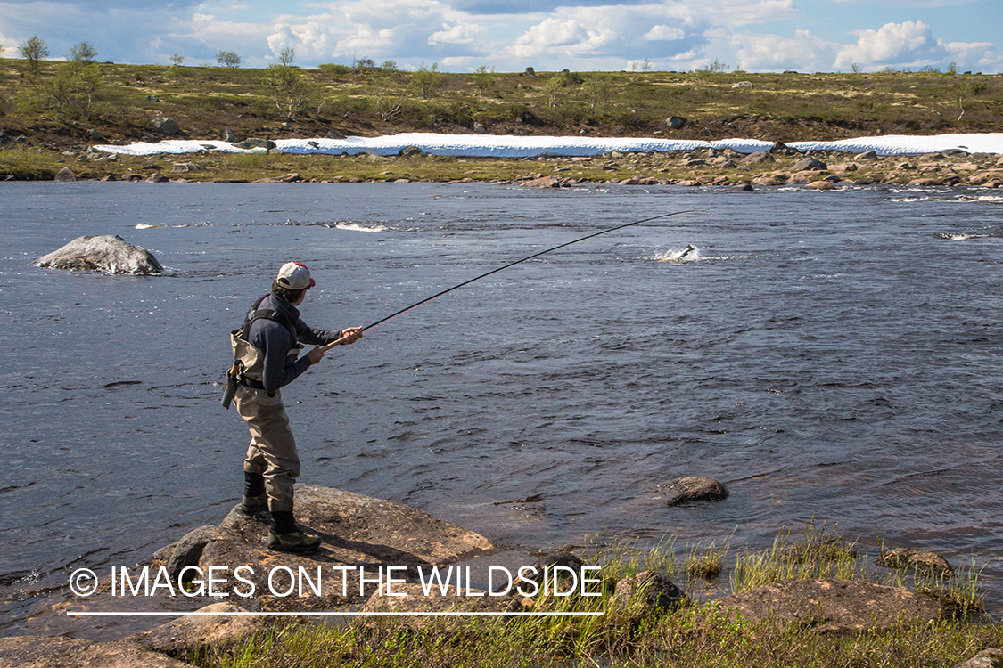 Flyfishing for Atlantic salmon on the Yokanga River in Russia.