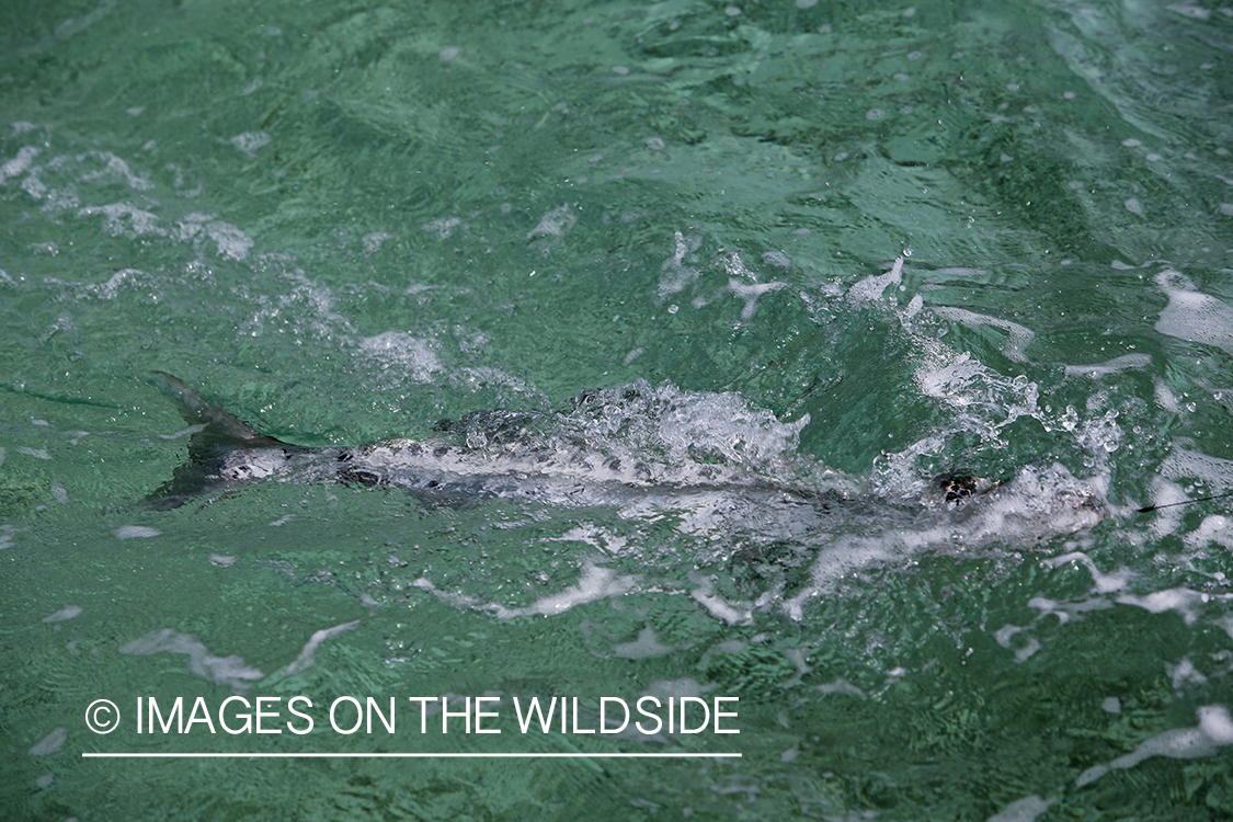 Barracuda in water on line.