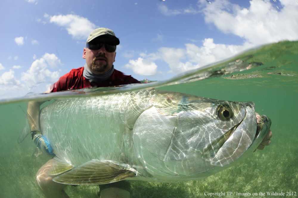 Flyfisherman with Tarpon. 