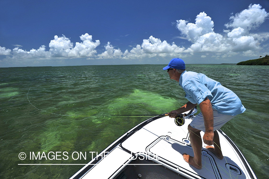 Flyfisherman landing tarpon on flats of Florida Keys.