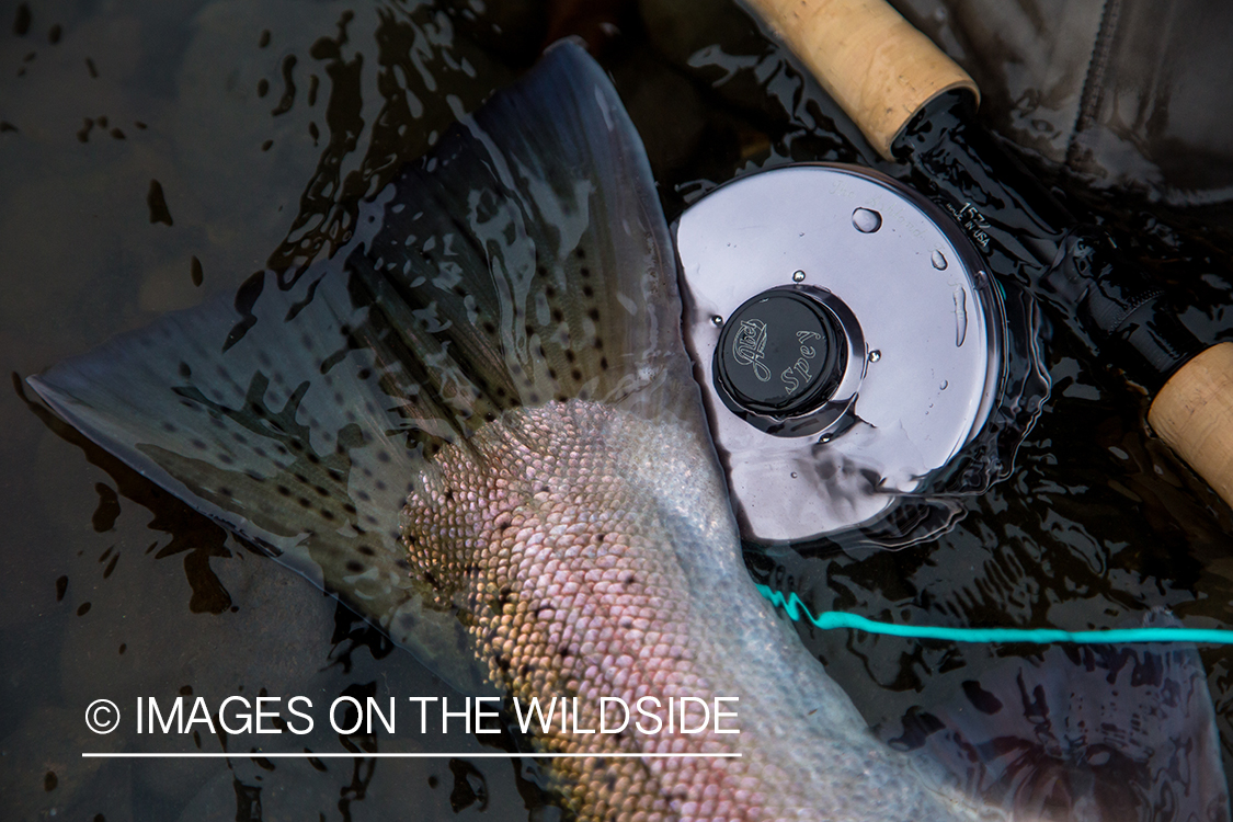 Steelhead fishing