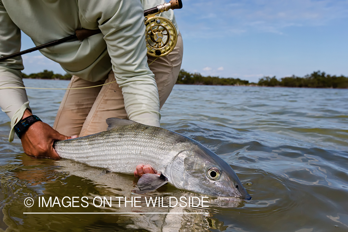 Flyfishing woman with bonefish.