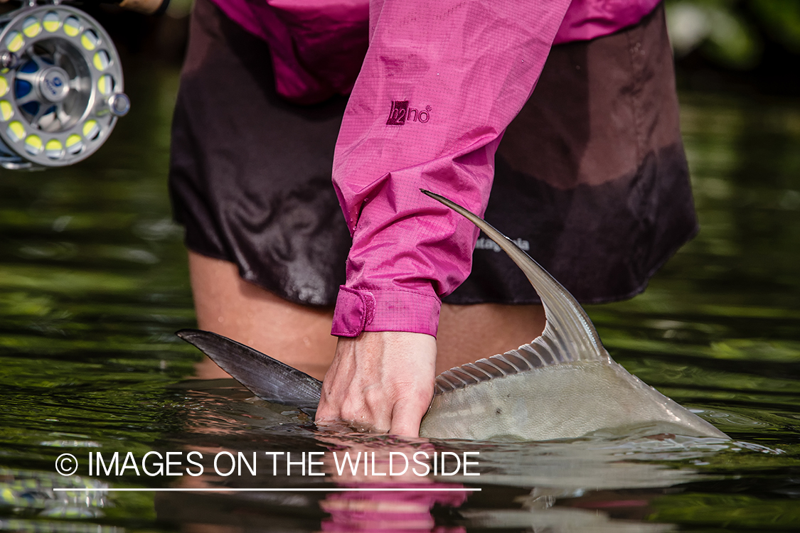 Flyfishing woman with permit.