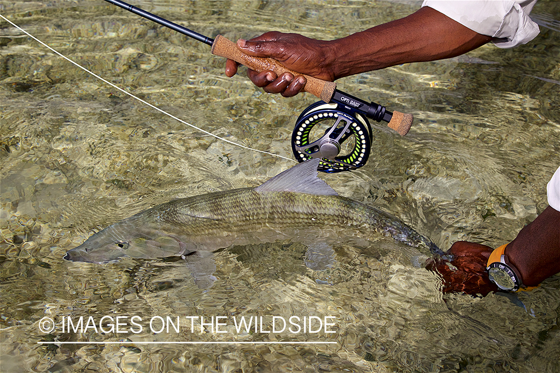 Flyfisherman releasing bonefish.