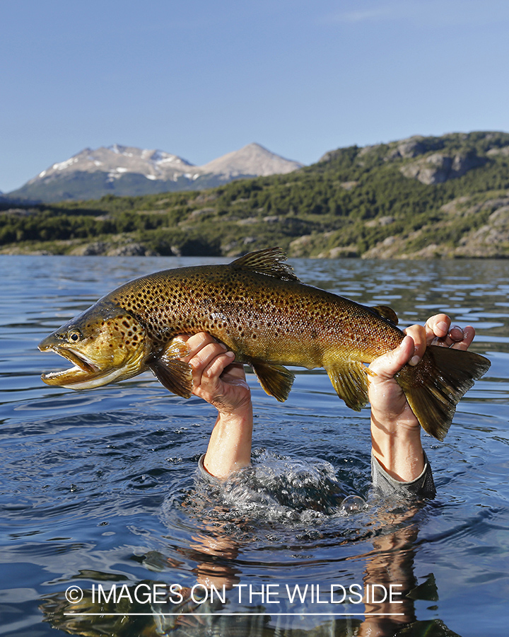 Flyfisherman recovering brown trout from underwater.