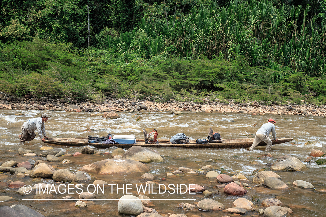 Flyfishing for Golden Dorado in Bolivia.