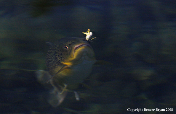 Brown Trout underwater