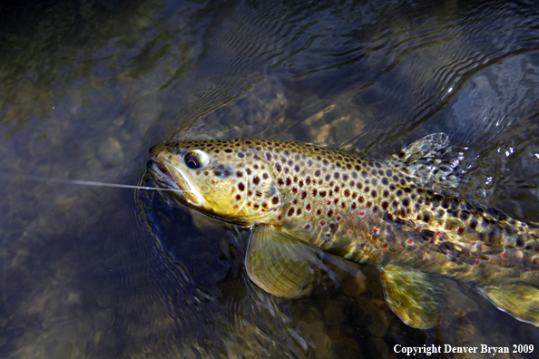 Brown trout species