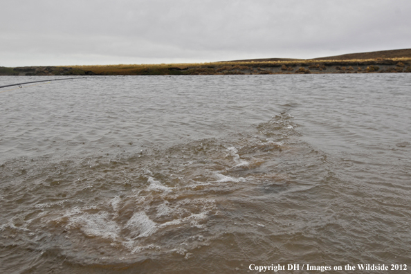 Released brown trout. 