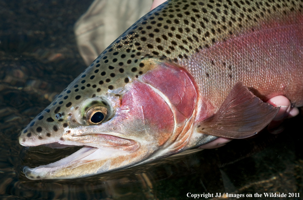 Rainbow trout. 