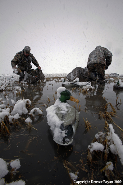 Waterfowl hunters with duck decoys.