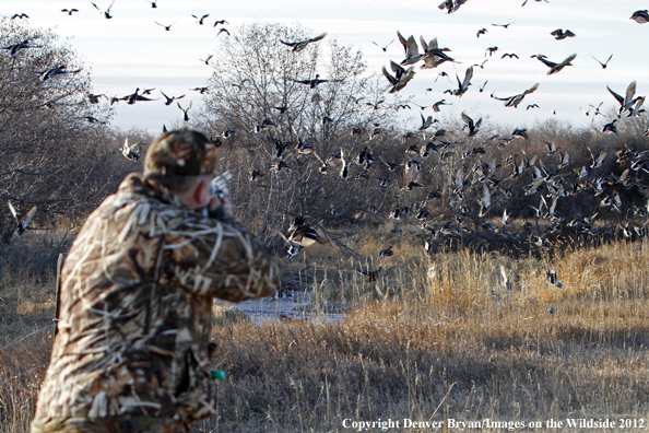 Duck hunter taking aim at flock of mallards. 