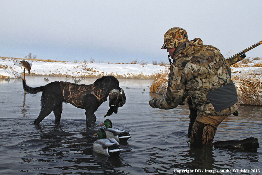 Black lab retrieving waterfowl.