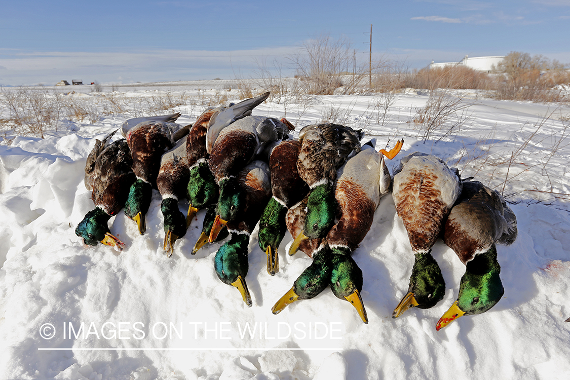 Bagged mallards in winter.