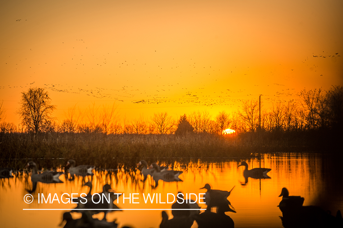 Decoys with waterfowl.