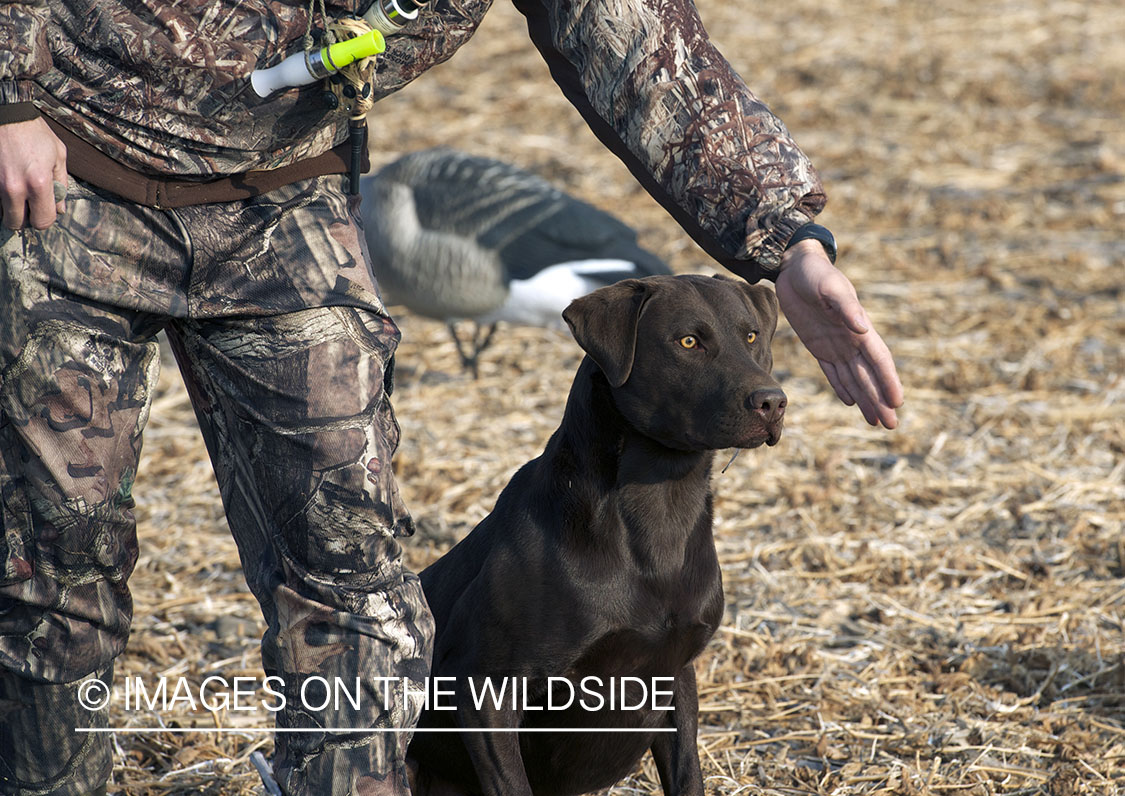 Waterfowl hunter with chocolate labrador retriever in field.