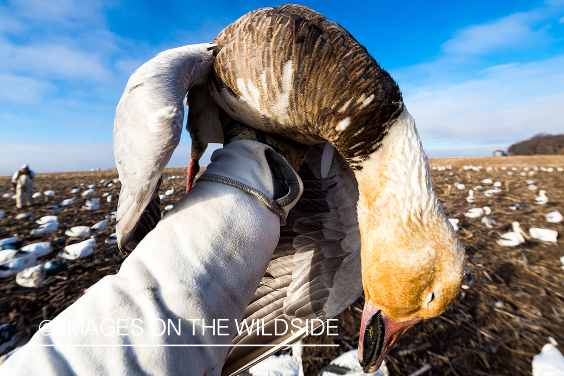 Hunter with bagged goose.