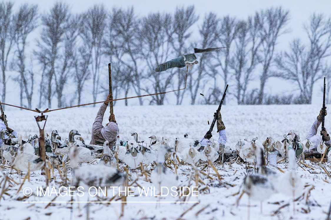 Hunters shooting geese.
