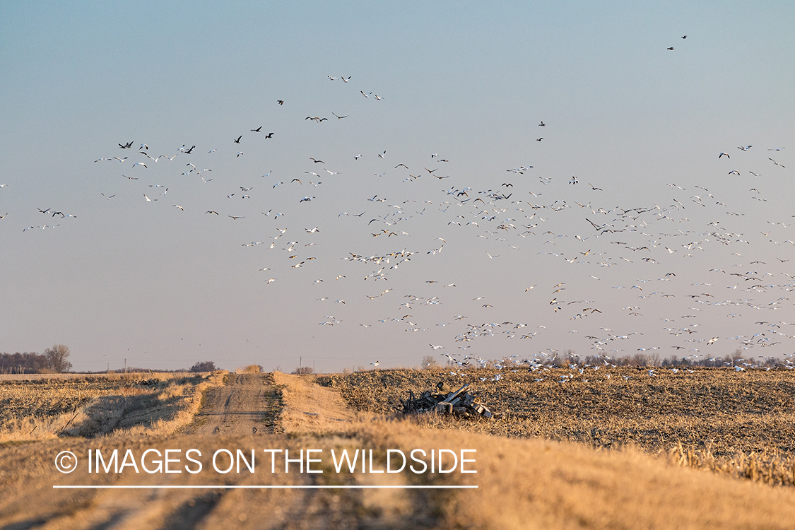 Geese in flight. 